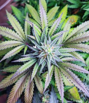 haole moonshine #3-7.jpg