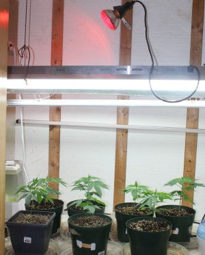Oct29 veg.JPG
