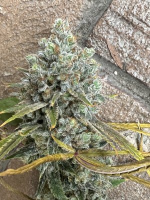IMG_2697.jpeg