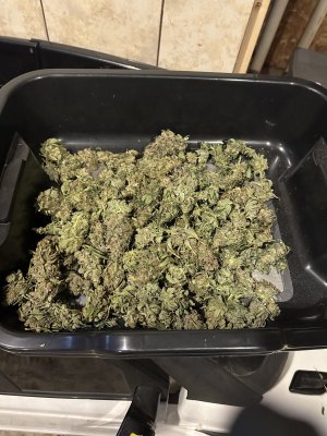 IMG_2716.jpeg