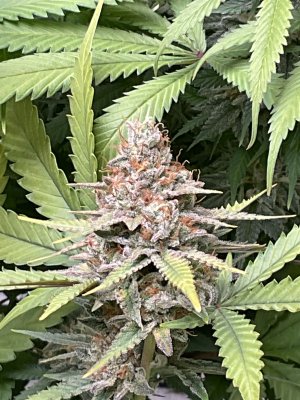 IMG_0417.jpeg
