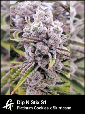 Flowering-Fritter-Cookies-Strain-by-Greenpoint-Seeds-3-600x805.jpg