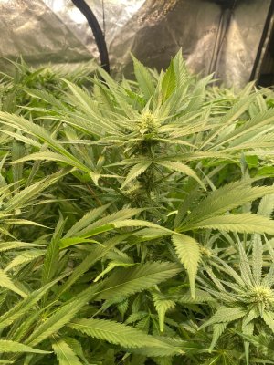 IMG_3708.jpeg