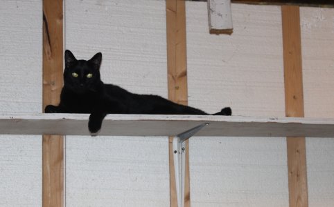Qnighton shelf.JPG