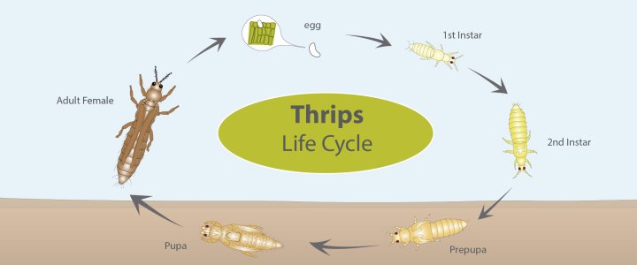thrips-life-cycle.jpg