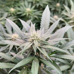 CZ-wideleaf_wk3.5_frost.jpeg
