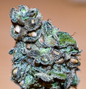 Haole Moonshine 13 seeded bms bx1-1.jpg