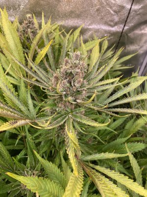 IMG_3979.jpeg