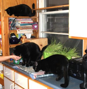 cats on counter.JPG