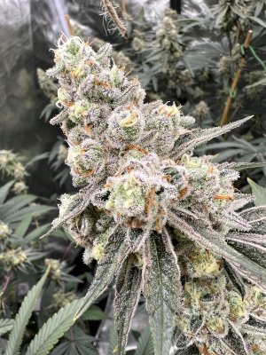 unnamed (11).jpg