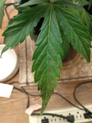 Terrapin leaf issues A.jpg