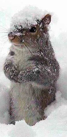 snow squirrel.jpg