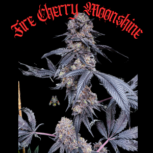 Triangle Skunk Shine (2).png