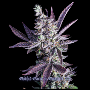 mod mac moonshine bx #5 (2).png