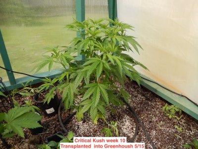 critical Kush 5:18.jpeg