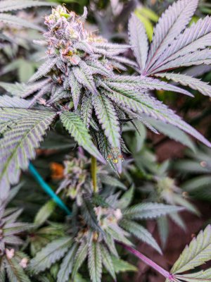 black velvet mid week 6 seeded.jpg