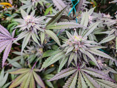 black velvet mid week 6 seeded-2.jpg