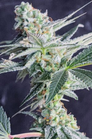 haole moonshine #13 week 7 seeded-1.jpg