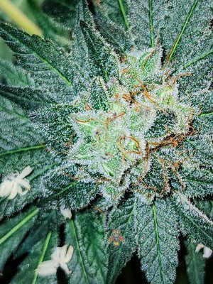haole moonshine #13 week 7 seeded-4.jpg