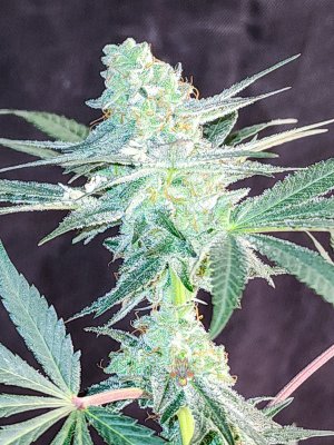 haole moonshine #13 week 7 seeded-6.jpg