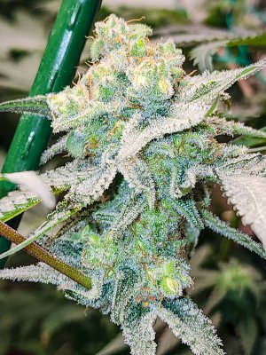 mac dragon week 7 seeded-1.jpg
