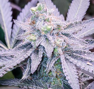 mac dragon week 7 seeded-4.jpg
