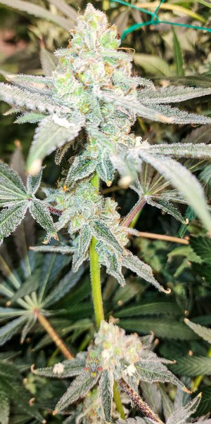 mac dragon week 7 seeded-9.jpg