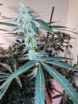mac dragon week 7 seeded-11.jpg