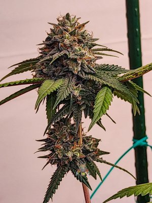 death star week 6 seeded.jpg