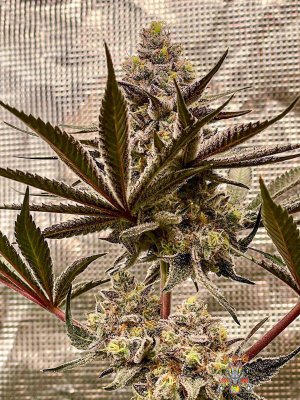 mr.greenthumbog - Dragons brew grow-1.jpg mr.greenthumbog - Dragons brew grow-1.jpg