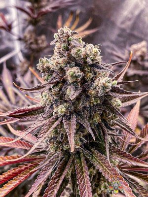 mr.greenthumbog - Dragons brew grow-2.jpg mr.greenthumbog - Dragons brew grow-2.jpg