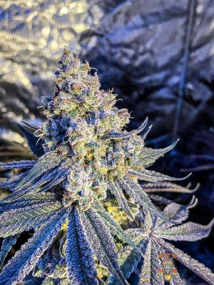 mr.greenthumbog - Dragons brew grow-4.jpg mr.greenthumbog - Dragons brew grow-4.jpg