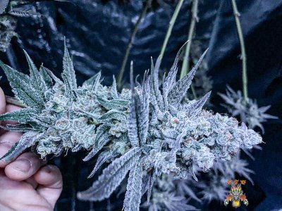 mr.greenthumbog - Dragons brew grow-5.jpg mr.greenthumbog - Dragons brew grow-5.jpg