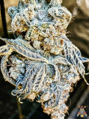 mr.greenthumbog - Dragons brew grow-6.jpg mr.greenthumbog - Dragons brew grow-6.jpg