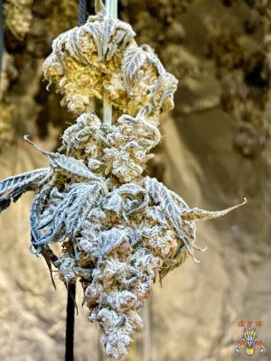 mr.greenthumbog - Dragons brew grow-7.jpg mr.greenthumbog - Dragons brew grow-7.jpg
