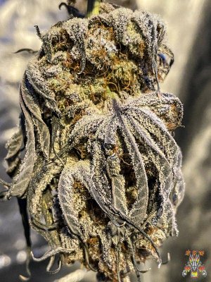 mr.greenthumbog - Dragons brew grow-8.jpg mr.greenthumbog - Dragons brew grow-8.jpg