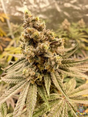 mr.greenthumbog - Dragons brew grow-10.jpg mr.greenthumbog - Dragons brew grow-10.jpg