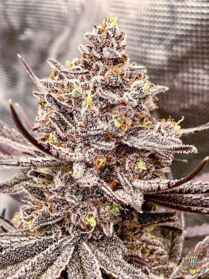 mr.greenthumbog - Dragons brew grow-11.jpg mr.greenthumbog - Dragons brew grow-11.jpg