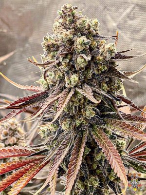 mr.greenthumbog - Dragons brew grow-12.jpg mr.greenthumbog - Dragons brew grow-12.jpg