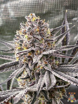 mr.greenthumbog - Dragons brew grow-13.jpg mr.greenthumbog - Dragons brew grow-13.jpg