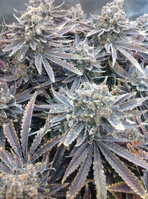 White Runtz / Anesia Seeds: photos - GrowDiaries