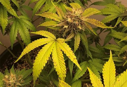 weed leaf.jpg