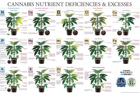 1plant deffeciency.jpg