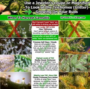 when-to-harvest-cannabis-diagram.jpeg