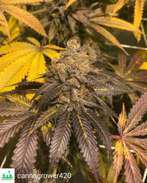 tahoe dragon cookies - grown by cannagrower420-1.jpg