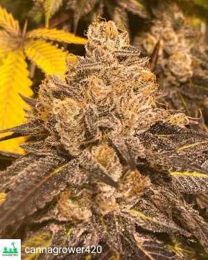 tahoe dragon cookies - grown by cannagrower420-2.jpg