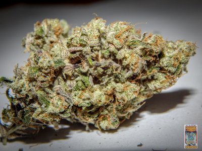 tahoe dragon cookies photo 3 (1 of 1).jpg