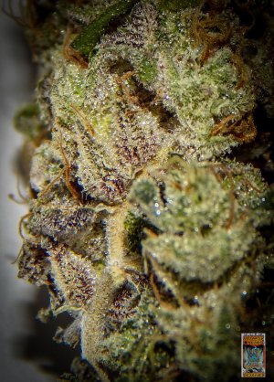 tahoe dragon cookies photo 6 (1 of 1).jpg