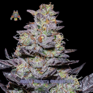 mod mac moonshine bx #4 (4).png