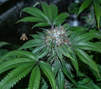 Obama Kush DAy 40.jpg